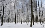 Snowy Forest Stock Photo