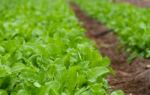 Arugula Plantation In Greenhouse Organic Garden Stock Photo