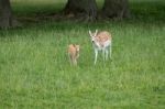 Fallow Deer (dama Dama) Stock Photo