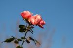 Pink Roses In A Garden In Mandello Del Lario Italy Stock Photo