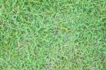 Natural Green Grass Field Texture Stock Photo