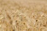 Wheat Field Stock Photo