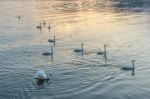 Swans On Lake Maggiore Piedmont Italy Stock Photo