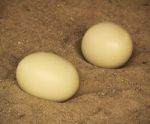 Ostrich Eggs Stock Photo