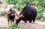 Black Wild Bull And Calf Eating Grass Stock Photo