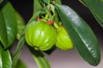 Garcinia Cambogia Hanging From A Tree In An Orchard.  (thai Herb Stock Photo