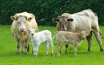 Cows With Calfs Stock Photo