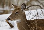 Beautiful Photo Of A Cute Wild Deer In The Snowy Forest Stock Photo