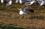 Yellow-legged Seagull Stock Photo