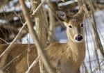 Beautiful Isolated Image With A Cute Wild Deer In The Snowy Forest Stock Photo