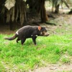 Tasmanian Devil Found During The Day In Tasmania Stock Photo