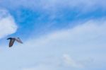 Pigeon Flies In The Blue Sky In A Sunny Day Stock Photo