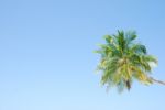 Vibrant Coconut Palm Tree Stock Photo