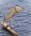 Postcard With A Great Blue Heron Standing On A Log Stock Photo