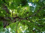 Backlit Oak Tree In Kent Stock Photo