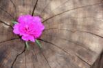 Closeup Common Purslane  Flower With Wood Background Stock Photo