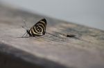 Butterfly On A Wooden Board Stock Photo