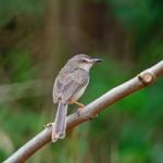 Plain Prinia Stock Photo