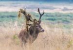 The Deer Of Richmond Park Stock Photo