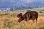 Cows On A Mountain Pasture. Autumn Hills Stock Photo