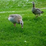 Egyptian Geese (alopochen Aegyptiacus) Wandering Through The Gra Stock Photo