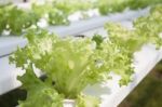 Frillice Iceberg Plants On Hydrophonic Farm Stock Photo