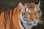 Tiger In The Water Stock Photo