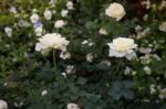 Beautiful White Rose Flower In The Garden Stock Photo