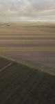 Cotton Field In The Countryside Stock Photo