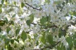 The Blooming Of Apple Trees Stock Photo