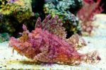 Weedy Scorpionfish Stock Photo