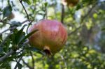 Pomegranate Tree Stock Photo