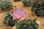 Cactus And Its Flower Stock Photo