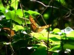 Silver-Washed Fritillary Butterfly Stock Photo