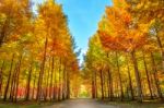 Autumn Trees In Nami Island, Korea Stock Photo