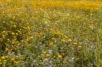 Spring Algarve Flora Stock Photo