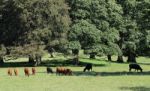 Cows And Trees Stock Photo