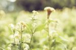 Close Up Flowers Background Stock Photo