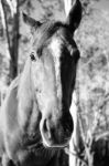 Horse In The Paddock Stock Photo