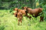 Country Cows Stock Photo