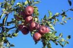 An Apple Tree Stock Photo