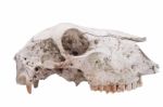 Sheep Skull Stock Photo