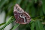 Blue Morpho Stock Photo