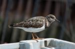 Ruddy Turnstone (arenaria Interpres) Stock Photo