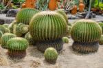 Colorful Of Cactus Stock Photo