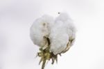 Cotton Field In The Countryside Stock Photo