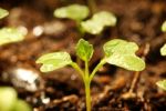 Sprout With Droplet Stock Photo