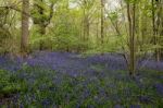 Bluebells In Staffhurst Woods Near Oxted Surrey Stock Photo