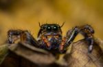 Macro Of Jumping Spider On Dry Leaf Stock Photo