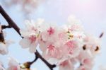 Cherry Blossom In Spring,background Stock Photo